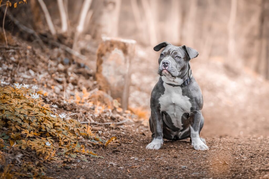 Staffordshire Bull Terrier